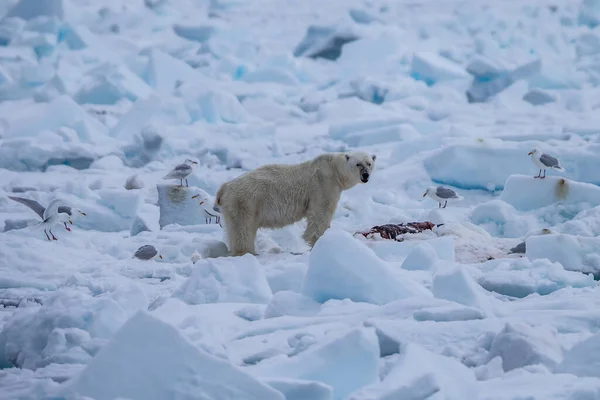 Oso Polar Ursus Maritimus Spitsbergen Océano Del Norte — Foto de Stock
