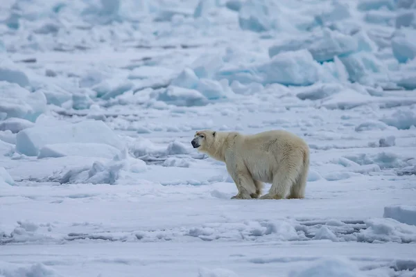 Oso Polar Ursus Maritimus Spitsbergen Océano Del Norte — Foto de Stock