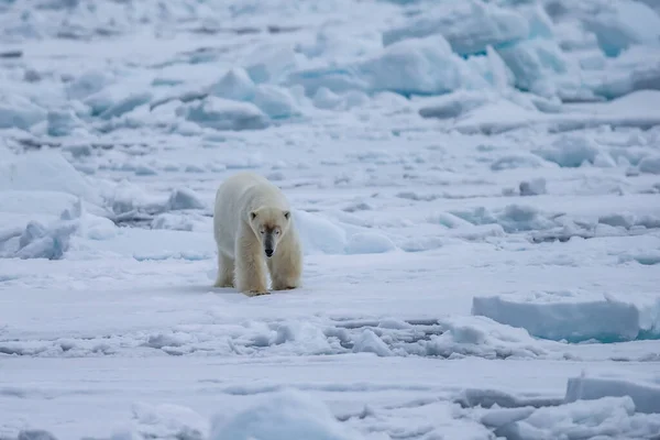 Isbjörn Ursus Maritimus Spetsbergen Nordsjön — Stockfoto