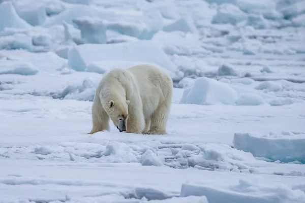 Ours Blanc Ursus Maritimus Spitzberg Océan Nord — Photo