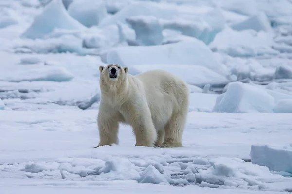 Isbjörn Ursus Maritimus Spetsbergen Nordsjön — Stockfoto