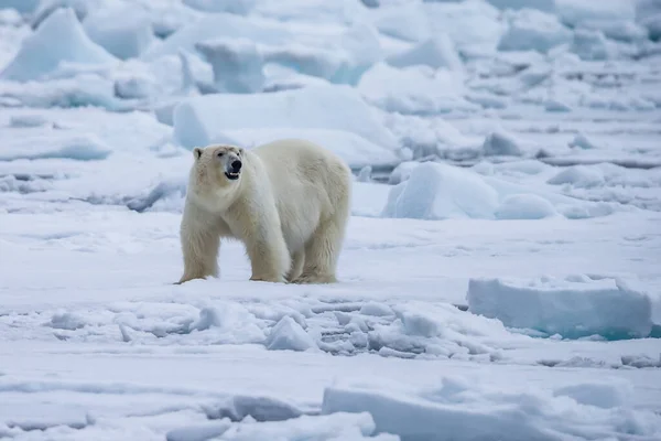 Eisbär Ursus Maritimus Spitzbergen Nordmeer — Stockfoto