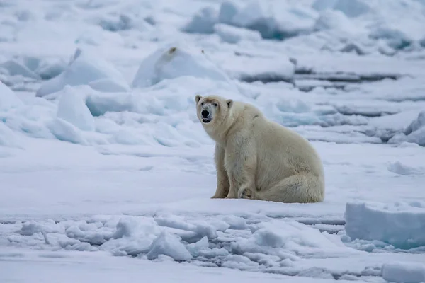 Jegesmedve Ursus Maritimus Spitsbergen Északi Óceán — Stock Fotó