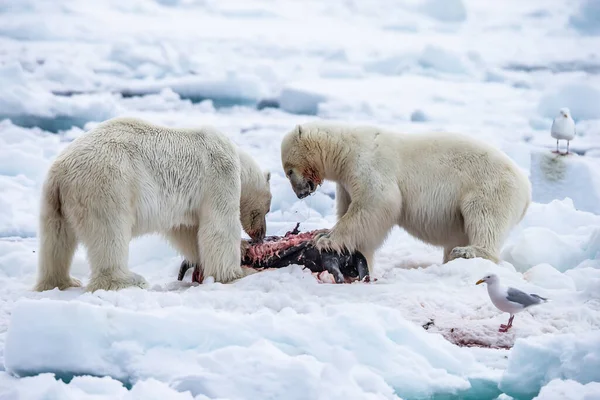 Πολική Αρκούδα Ursus Maritimus Spitsbergen Βόρειος Ωκεανός — Φωτογραφία Αρχείου