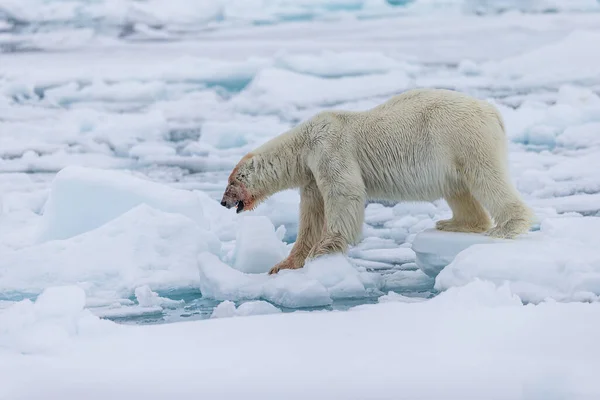 Πολική Αρκούδα Ursus Maritimus Spitsbergen Βόρειος Ωκεανός — Φωτογραφία Αρχείου