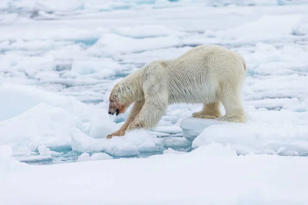 Jegesmedve Ursus Maritimus Spitsbergen Északi Óceán — Stock Fotó