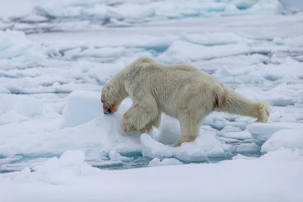 Ijsbeer Ursus Maritimus Spitsbergen Noordzee — Stockfoto