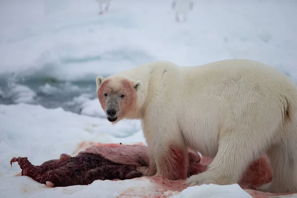 Oso Polar Ursus Maritimus Spitsbergen Océano Del Norte —  Fotos de Stock