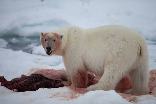 Jegesmedve Ursus Maritimus Spitsbergen Északi Óceán — Stock Fotó