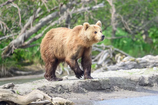 Vládnoucí Krajině Medvědi Hnědí Kamčatka Ursus Arctos Beringianus — Stock fotografie