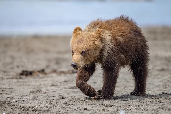 Gobernando Paisaje Osos Pardos Kamchatka Ursus Arctos Beringianus —  Fotos de Stock