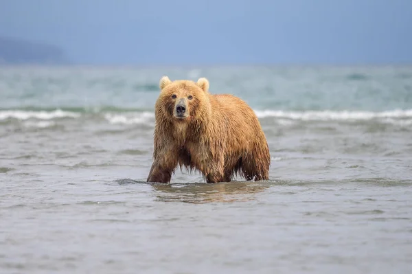 Ruling Landscape Brown Bears Kamchatka Ursus Arctos Beringianus — Stock Photo, Image