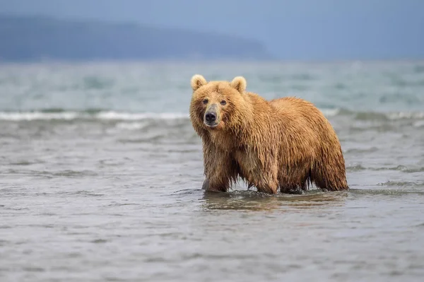 Réglant Paysage Les Ours Bruns Kamchatka Ursus Arctos Beringianus — Photo