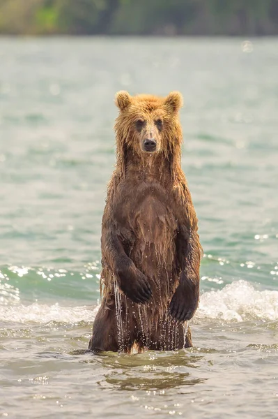 Gobernando Paisaje Osos Pardos Kamchatka Ursus Arctos Beringianus —  Fotos de Stock