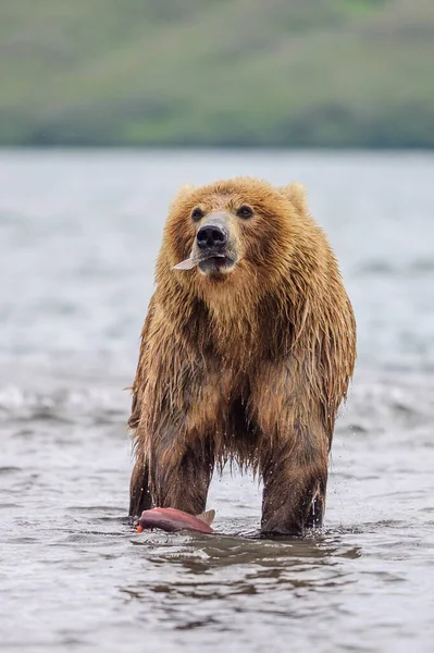 Rządzące Krajobrazem Niedźwiedzie Brunatne Kamczatki Ursus Arctos Beringianus — Zdjęcie stockowe