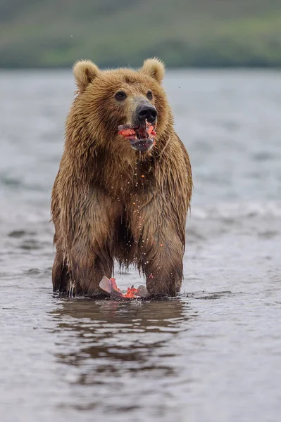 Rządzące Krajobrazem Niedźwiedzie Brunatne Kamczatki Ursus Arctos Beringianus — Zdjęcie stockowe