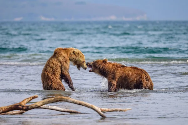 Härska Över Landskapet Bruna Björnar Kamchatka Ursus Arctos Beringianus — Stockfoto