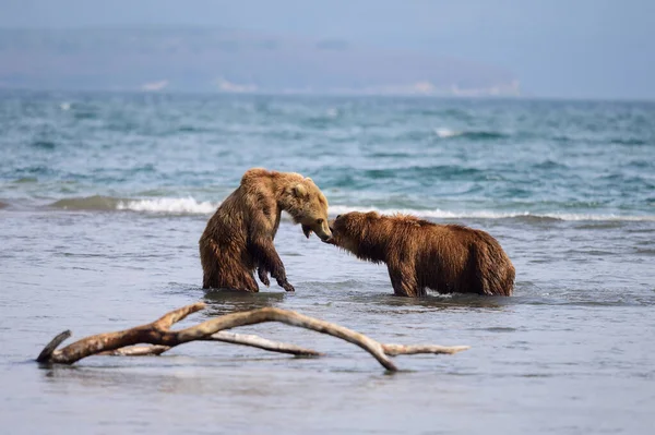 堪察加半岛的棕熊 Ursus Arctos Berπanus 统治着整个风景 — 图库照片