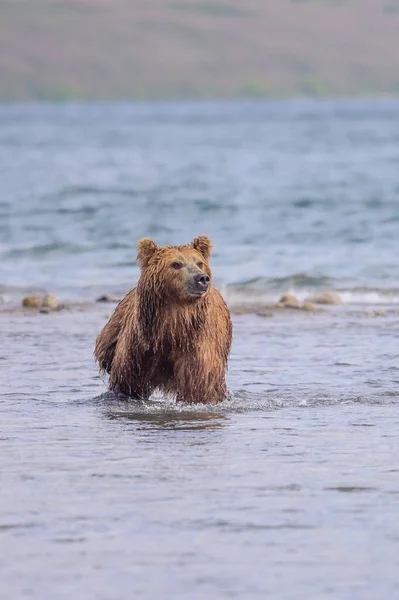 Die Braunbären Von Kamtschatka Ursus Arctos Beringianus Beherrschen Die Landschaft — Stockfoto