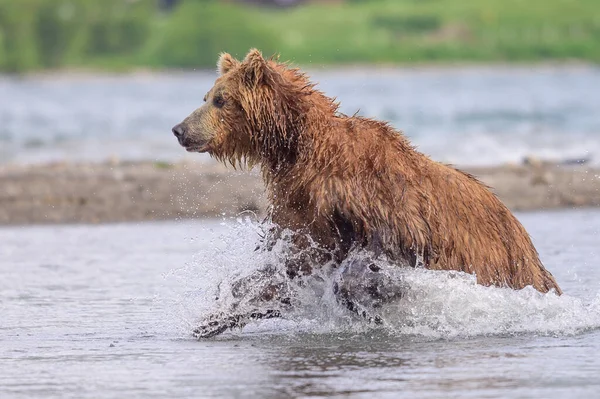 Härska Över Landskapet Bruna Björnar Kamchatka Ursus Arctos Beringianus — Stockfoto