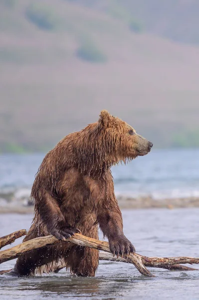 Gobernando Paisaje Osos Pardos Kamchatka Ursus Arctos Beringianus —  Fotos de Stock