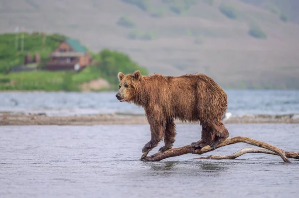 Die Braunbären Von Kamtschatka Ursus Arctos Beringianus Beherrschen Die Landschaft — Stockfoto