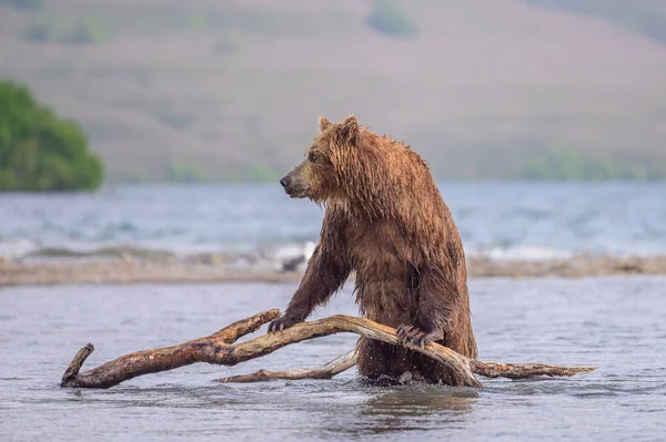 Правящие Ландшафтом Бурые Медведи Каминки Ursus Arctos Beringianus — стоковое фото