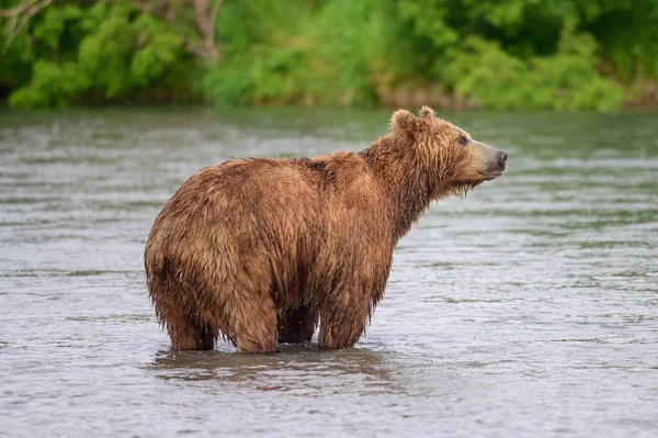 Gobernando Paisaje Osos Pardos Kamchatka Ursus Arctos Beringianus —  Fotos de Stock