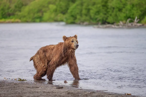 Просуваючись Ландшафту Бурі Ведмеді Камчатки Ursus Arctos Beringianus — стокове фото