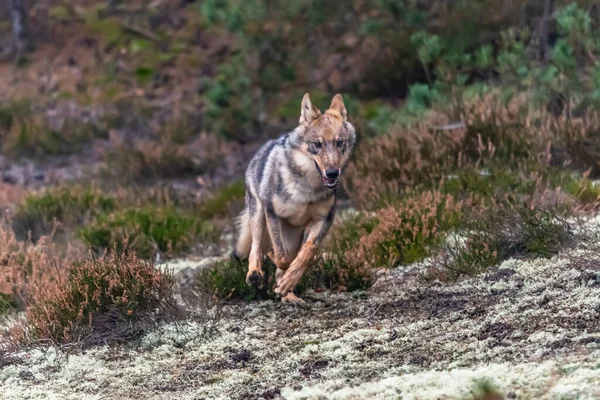 Loup Solitaire Courant Dans Forêt Automne République Tchèque — Photo