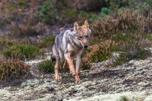 Lobo Solitario Corriendo Bosque Otoño República Checa — Foto de Stock