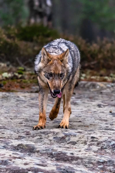 Einsamer Wolf Läuft Durch Herbstwald Tschechien — Stockfoto