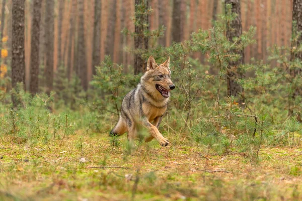 Osamělý Vlk Podzimním Lese Česká Republika — Stock fotografie