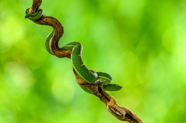 Bothriechis lateralis Kosta Rika ve batı Panama dağlarında bulunan zehirli bir çukur engerek türüdür.