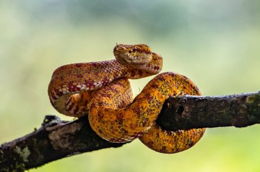 Kirpik Viper - Bothriechis schlegelii, Orta Amerika ormanlarından güzel renkli zehirli çukur engereği, Kosta Rika