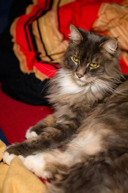 Evcil, tapılası, siyah, gri, Maine Rakunu kedi yavrusu, gün ışığında genç, barışçıl kedi.