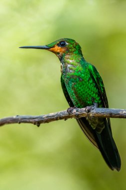 Amazilia dekora, Charming Hummingbird, çiçek açan pembe çiçekten tatlı nektar besleyen kuş. Tropik ormanlardaki sinekkuşu davranışları, Corcovado NP, Kosta Rika 'daki doğal yaşam alanı. Uçan iki kuş, vahşi yaşam..