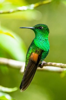 Amazilia dekora, Charming Hummingbird, çiçek açan pembe çiçekten tatlı nektar besleyen kuş. Tropik ormanlardaki sinekkuşu davranışları, Corcovado NP, Kosta Rika 'daki doğal yaşam alanı. Uçan iki kuş, vahşi yaşam..