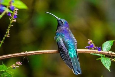 Amazilia dekora, Charming Hummingbird, çiçek açan pembe çiçekten tatlı nektar besleyen kuş. Tropik ormanlardaki sinekkuşu davranışları, Corcovado NP, Kosta Rika 'daki doğal yaşam alanı. Uçan iki kuş, vahşi yaşam..