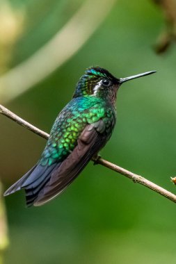Amazilia dekora, Charming Hummingbird, çiçek açan pembe çiçekten tatlı nektar besleyen kuş. Tropik ormanlardaki sinekkuşu davranışları, Corcovado NP, Kosta Rika 'daki doğal yaşam alanı. Uçan iki kuş, vahşi yaşam..