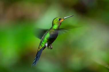 Amazilia dekora, Charming Hummingbird, çiçek açan pembe çiçekten tatlı nektar besleyen kuş. Tropik ormanlardaki sinekkuşu davranışları, Corcovado NP, Kosta Rika 'daki doğal yaşam alanı. Uçan iki kuş, vahşi yaşam..