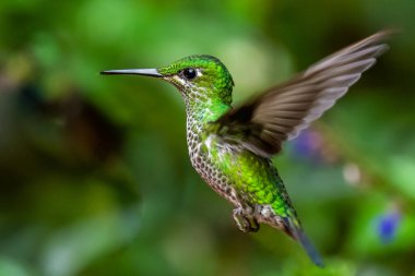 Amazilia dekora, Charming Hummingbird, çiçek açan pembe çiçekten tatlı nektar besleyen kuş. Tropik ormanlardaki sinekkuşu davranışları, Corcovado NP, Kosta Rika 'daki doğal yaşam alanı. Uçan iki kuş, vahşi yaşam..