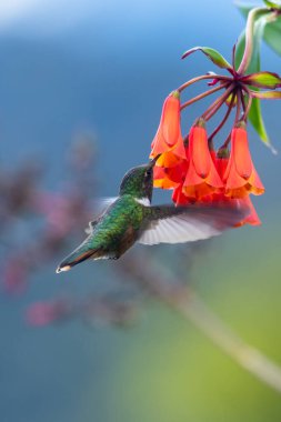 Mavi sinekkuşu Violet Sabrewing güzel kırmızı çiçeğin yanında uçuyor. Teneke kuş ormanda uçar. Kosta Rika 'da vahşi yaşam. Ormanda çiçekten nektar emen iki kuş. Kuş davranışları