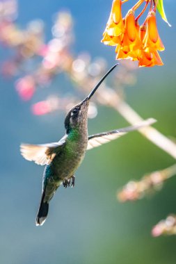 Mavi sinekkuşu Violet Sabrewing güzel kırmızı çiçeğin yanında uçuyor. Teneke kuş ormanda uçar. Kosta Rika 'da vahşi yaşam. Ormanda çiçekten nektar emen iki kuş. Kuş davranışları