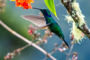 Mavi sinekkuşu Violet Sabrewing güzel kırmızı çiçeğin yanında uçuyor. Teneke kuş ormanda uçar. Kosta Rika 'da vahşi yaşam. Ormanda çiçekten nektar emen iki kuş. Kuş davranışları