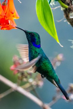 Mavi sinekkuşu Violet Sabrewing güzel kırmızı çiçeğin yanında uçuyor. Teneke kuş ormanda uçar. Kosta Rika 'da vahşi yaşam. Ormanda çiçekten nektar emen iki kuş. Kuş davranışları
