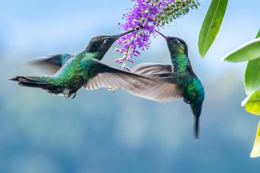 Mavi sinekkuşu Violet Sabrewing güzel kırmızı çiçeğin yanında uçuyor. Teneke kuş ormanda uçar. Kosta Rika 'da vahşi yaşam. Ormanda çiçekten nektar emen iki kuş. Kuş davranışları