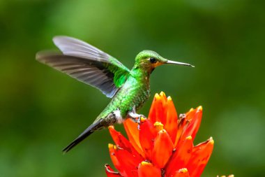Amazilia dekora, Charming Hummingbird, çiçek açan pembe çiçekten tatlı nektar besleyen kuş. Tropik ormanlardaki sinekkuşu davranışları, Corcovado NP, Kosta Rika 'daki doğal yaşam alanı. Uçan iki kuş, vahşi yaşam..