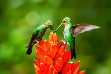 Amazilia dekora, Charming Hummingbird, çiçek açan pembe çiçekten tatlı nektar besleyen kuş. Tropik ormanlardaki sinekkuşu davranışları, Corcovado NP, Kosta Rika 'daki doğal yaşam alanı. Uçan iki kuş, vahşi yaşam..