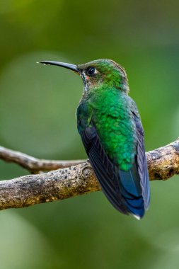 Mor önlüklü Whitetip - Urosticte benjamini, Batı Andean yamaçlarından güzel yeşil sinekkuşu, Mindo, Ekvador.